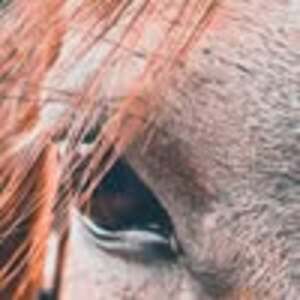 Meet your Posher, Dezzi